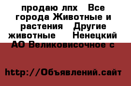 продаю лпх - Все города Животные и растения » Другие животные   . Ненецкий АО,Великовисочное с.